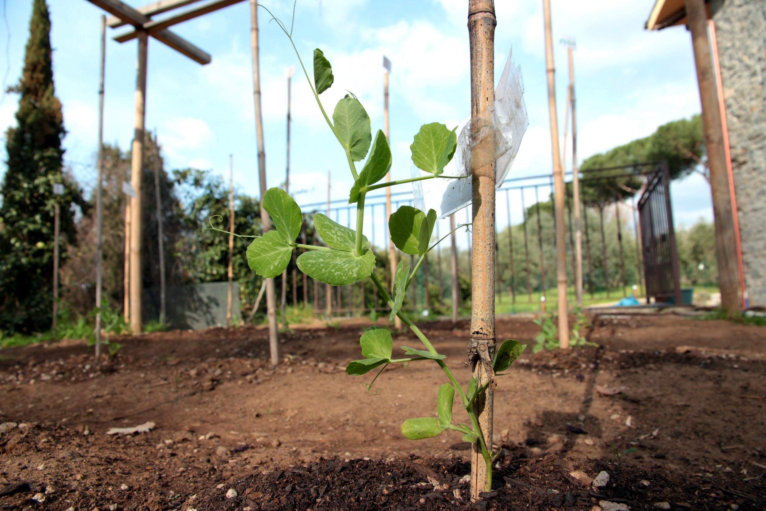 Una piantina di piselli dal nostro orto