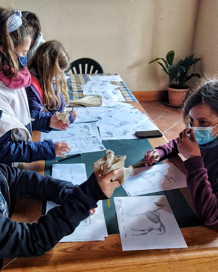 Bambini e bambine seduti a un tavolo per catalogare alcune ossa di animali