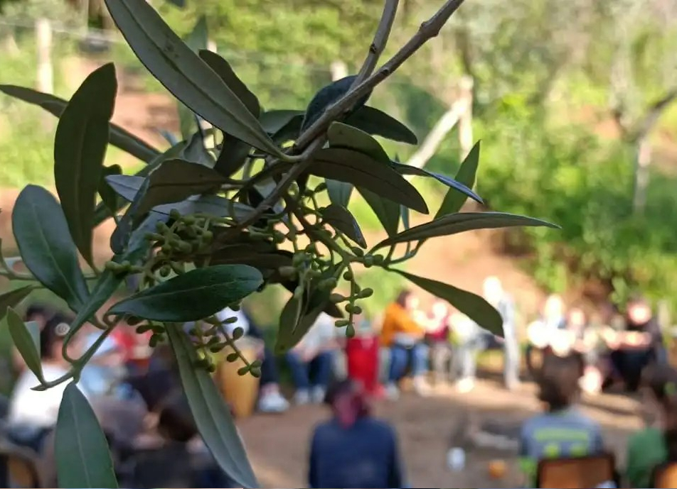 in primo piano rametto di ulivo, sullo sfondo, sfocate, persone in cerchio